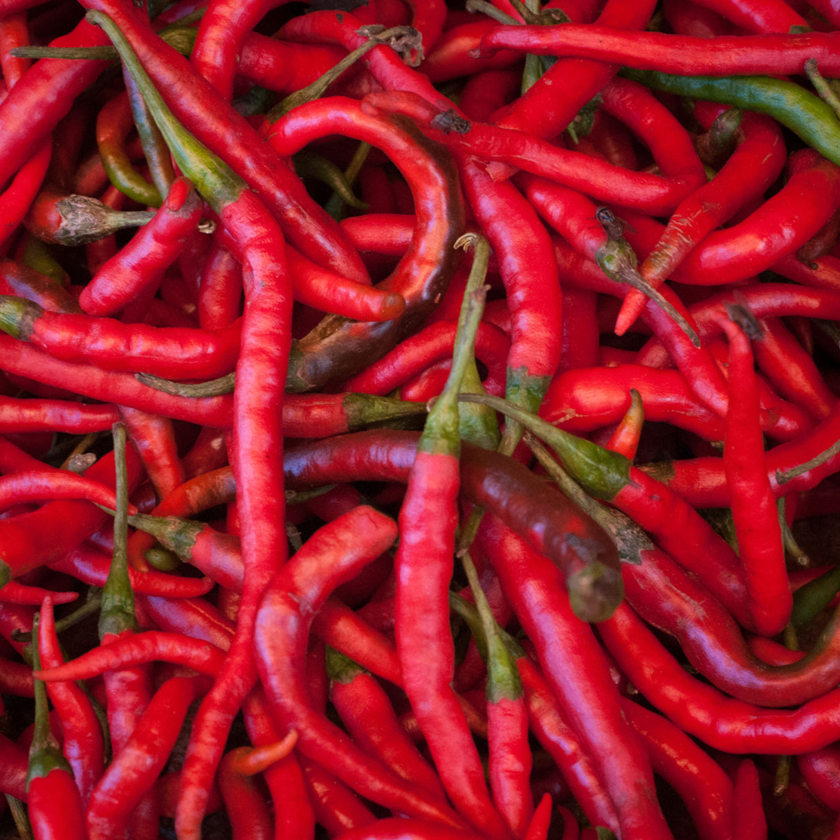 Chilli 'Cayenne Long Thin'