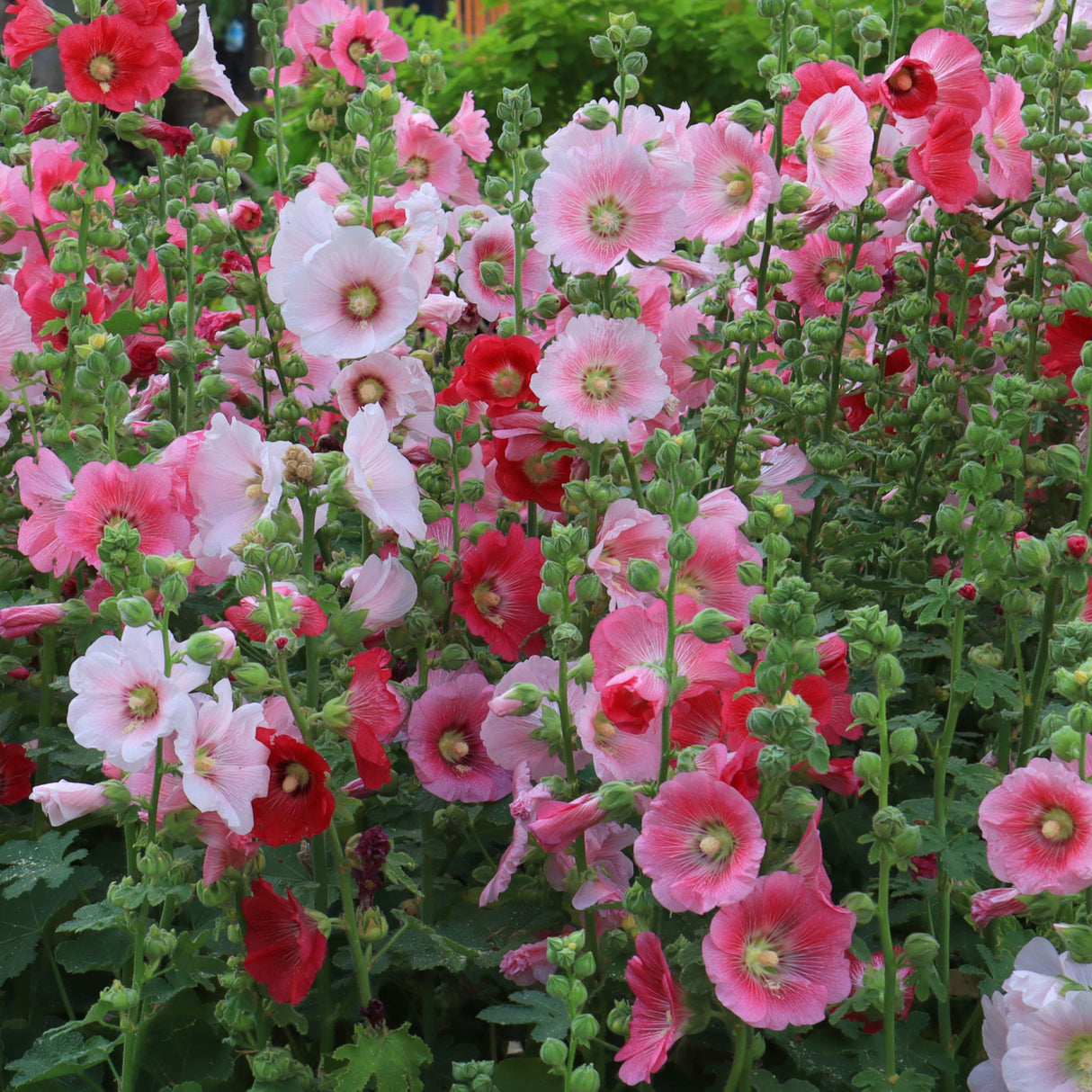 Hollyhock 'Summer Carnival'