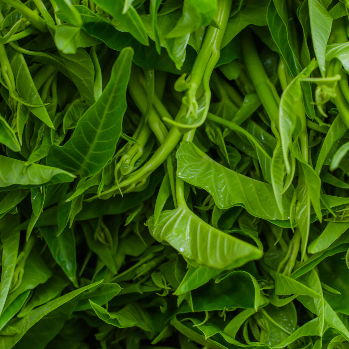 Kang Kong 'Bamboo Leaf'