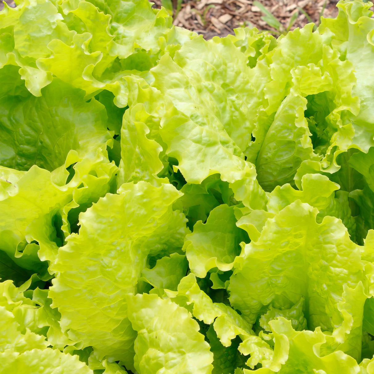 Lettuce 'Black Seeded Simpson'