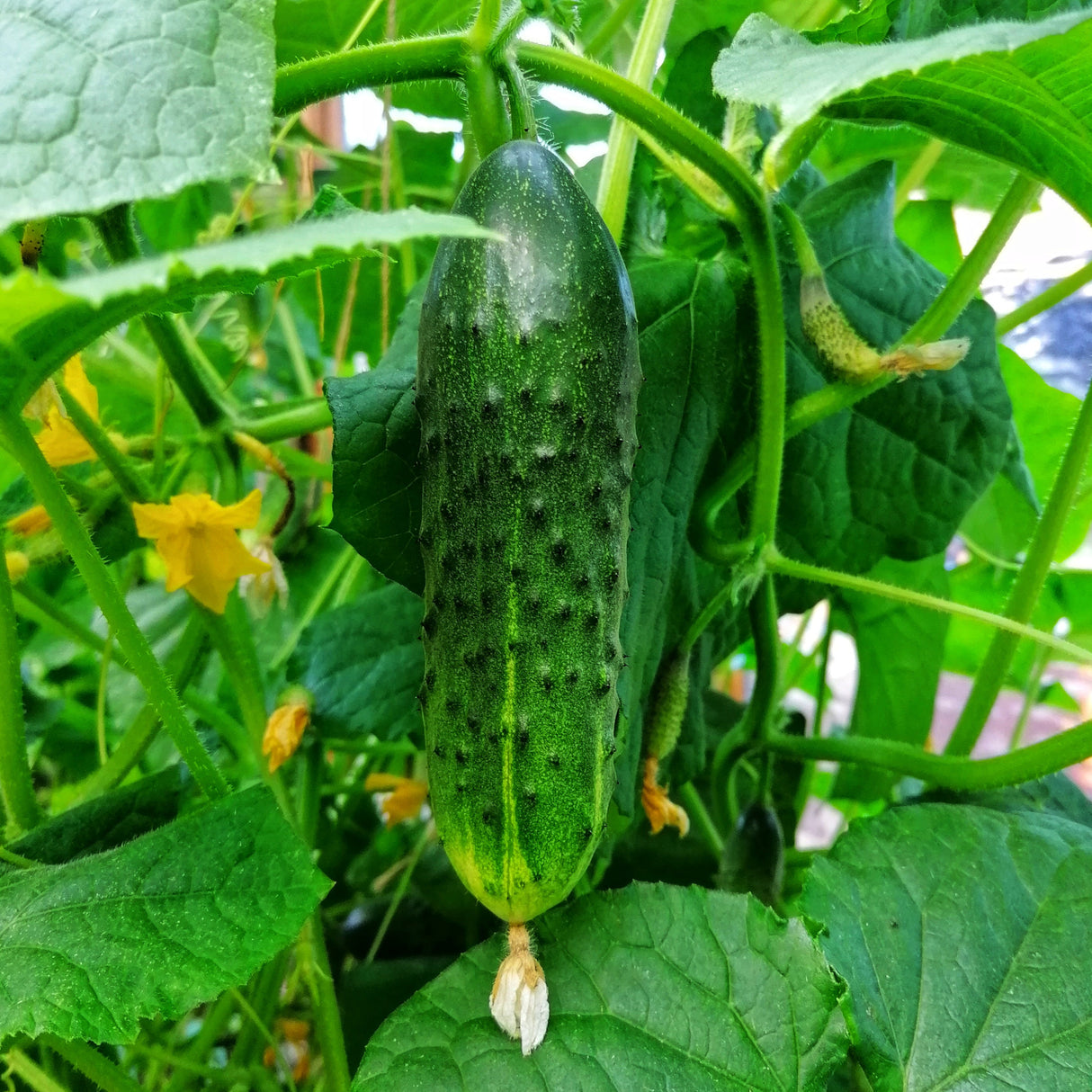 Cucumber 'Marketmore'