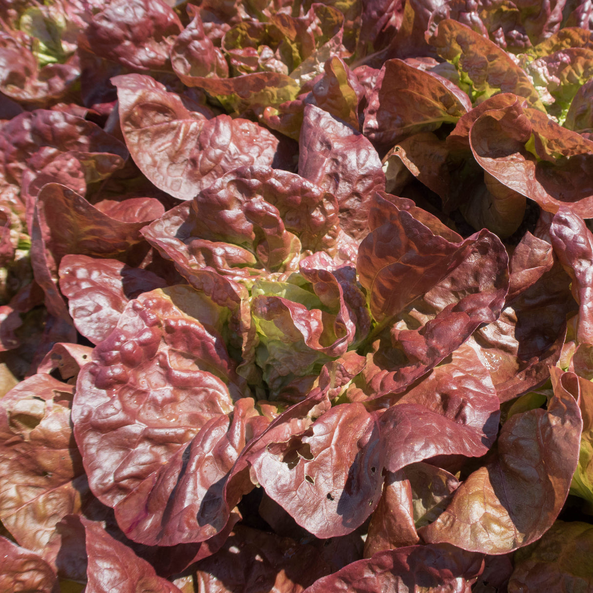 Lettuce 'Marvel Of Four Seasons'
