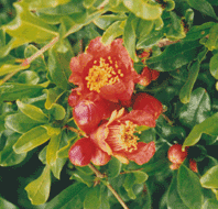 Pomegranate - Green Harvest