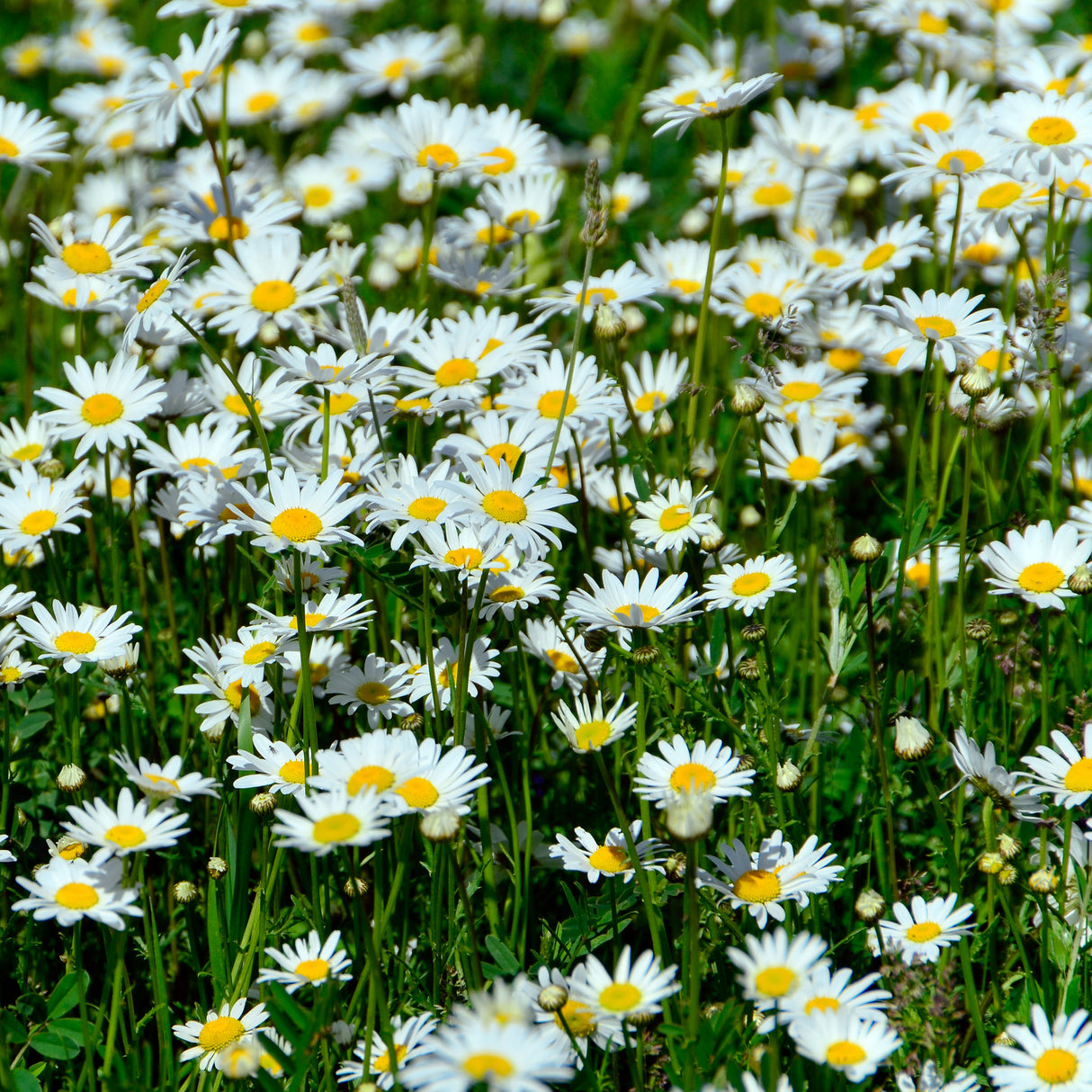 Chamomile - English