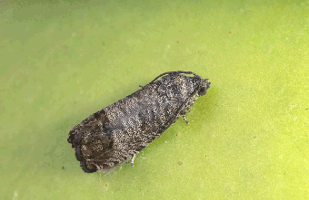 Codling Moth Life Cycle: How To Treat Codling Moth Infestations
