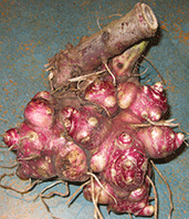 Yacon Root Info - How To Grow Yacon Plants In The Garden