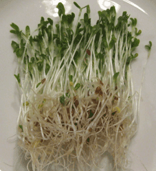 Organic Alfalfa Seeds Certified Sprouts Microgreens Lucerne FREE SHIPPING