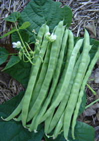 In Cold Climate Pole Bean-Blue Hilde-resistant-yield Empire 30 Seeds 
