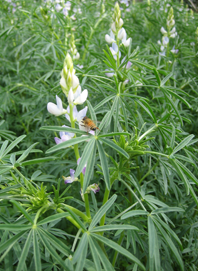 3KG COMMON VETCH  SEED GREEN MANURE 