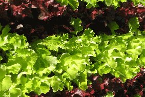 Growing Salad Mix