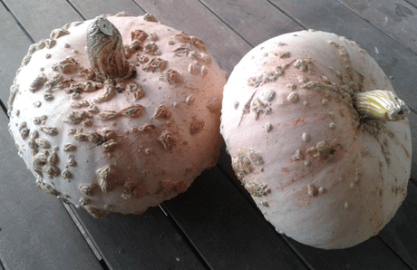 A pumpkin like no other - Green Harvest