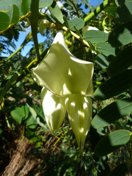Agati Growing Information - Green Harvest