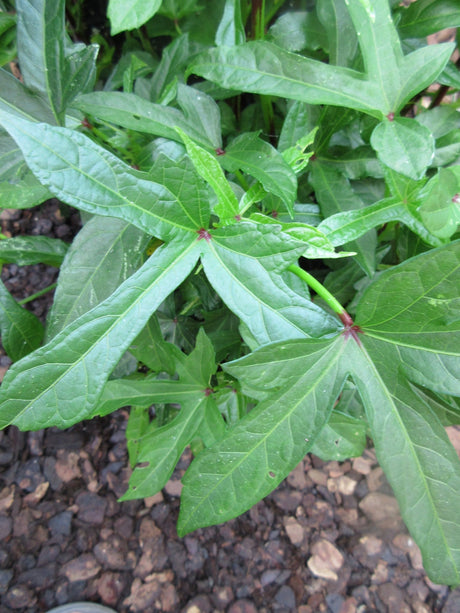 Aibika Growing Information - Green Harvest