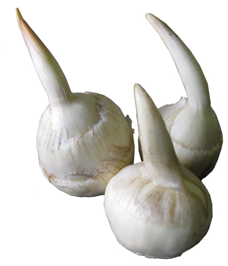 Arrowhead Growing Information - Green Harvest