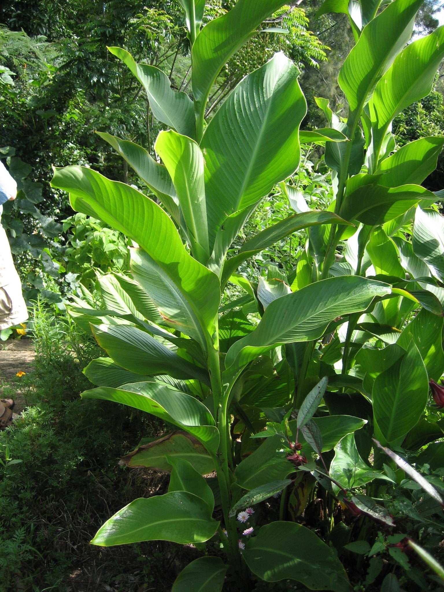 Arrowroot Growing Information  Green Harvest