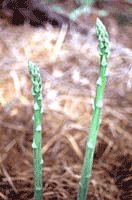 Asparagus Growing Information - Green Harvest