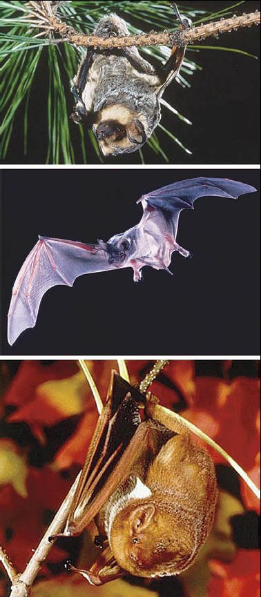 Bat Information Green Harvest