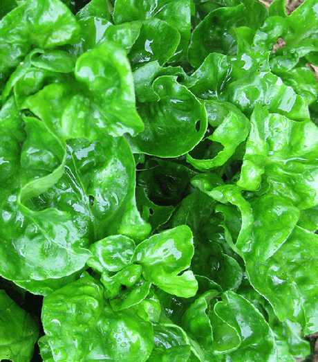 Brazilian spinach – a leafy green vegetable for the subtropics - Green Harvest