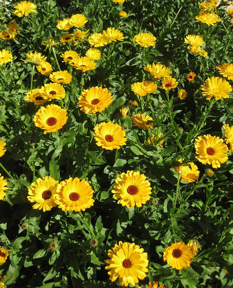 Calendula – make a date - Green Harvest