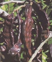 Carob Growing Information – Green Harvest
