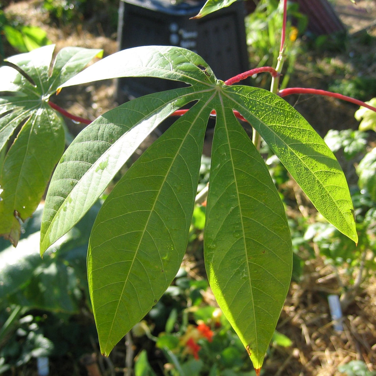 https://greenharvest.com.au/cdn/shop/articles/cassava-growing-information-386550.jpg?crop=center&height=1200&v=1730633018&width=1200