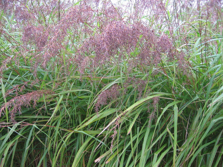 East Indian Lemongrass Growing Information - Green Harvest