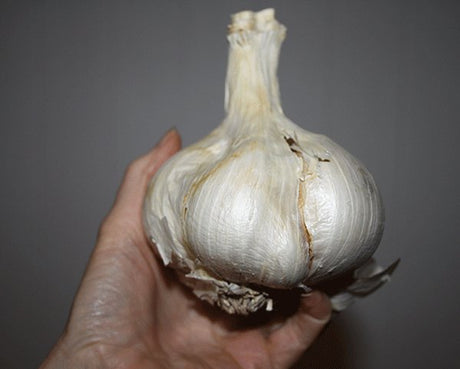 Elephant Garlic Growing Information - Green Harvest