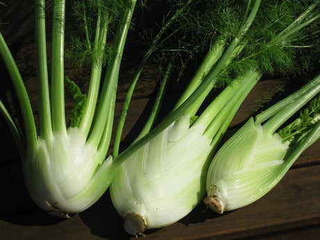 Fennel – lovely fennel - Green Harvest