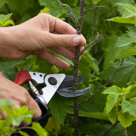 Fruit Tree Pruning and Maintenance - Green Harvest