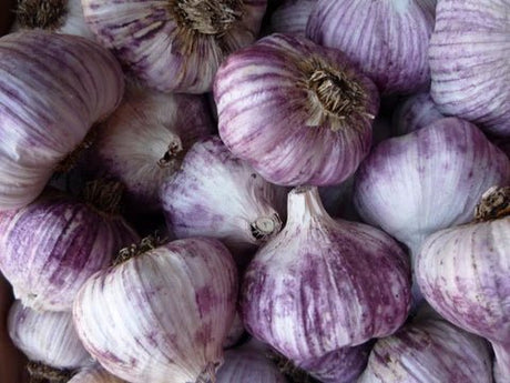 Garlic Growing Information - Green Harvest