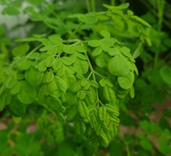 Growing Moringa - Green Harvest