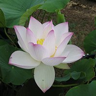 Growing sacred lotus - Green Harvest