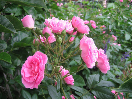 Healthy Roses - The Organic Way - Green Harvest