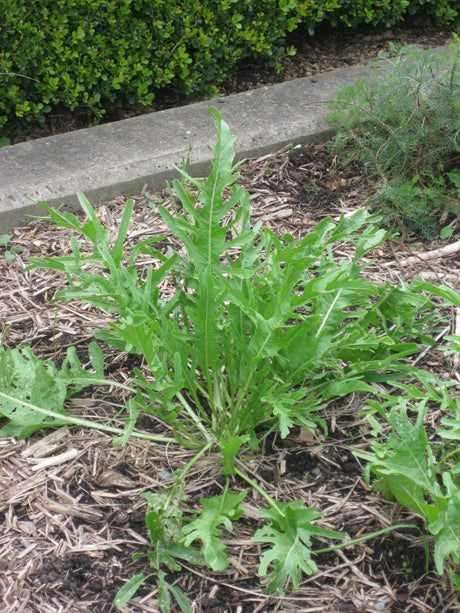 Horseradish Growing Information - Green Harvest