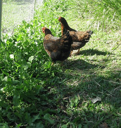Hot chooks – or cool chicks - Green Harvest