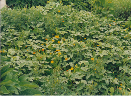 How to create a pest-free, beautiful organic garden? - Green Harvest