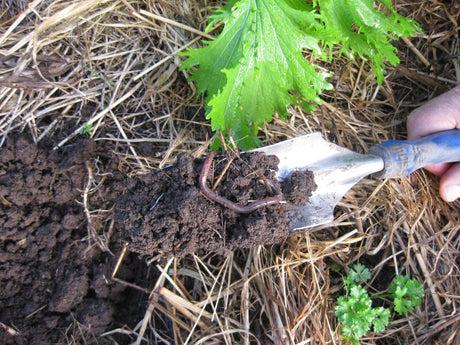 Improving Your Soil Organically - Green Harvest