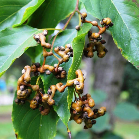 Japanese Raisin Growing Information - Green Harvest