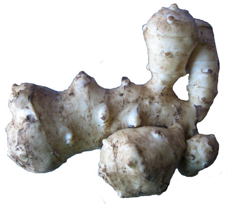 Jerusalem Artichoke Growing Information - Green Harvest