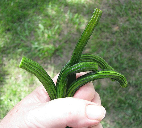 Luffas – a whole new angle - Green Harvest