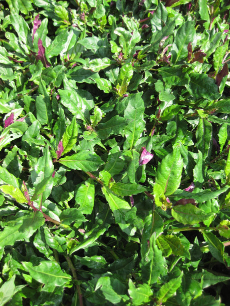 Okinawa Spinach Growing Information - Green Harvest