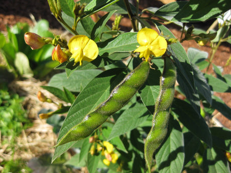 Pigeon Pea Growing Information - Green Harvest