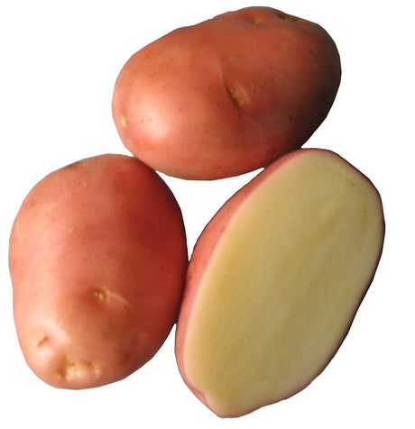 Potato Growing Information - Green Harvest