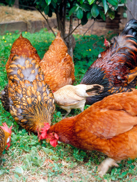 Poultry Supplies - Green Harvest