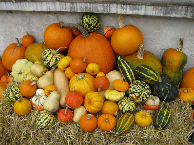 Pumpkin Paradise - Green Harvest