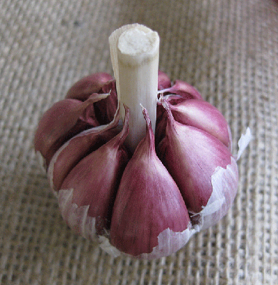 Pungent goodness – garlic - Green Harvest
