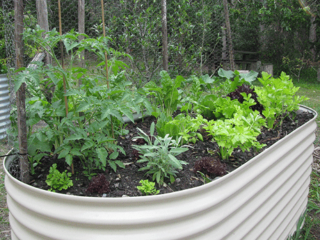 Raised garden beds – pros and cons - Green Harvest