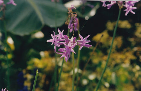 Society Garlic Growing Information - Green Harvest