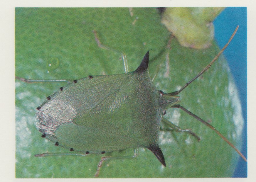 Spined Citrus Bug Organic Control Information – Green Harvest