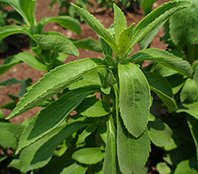 Stevia Growing Information - Green Harvest